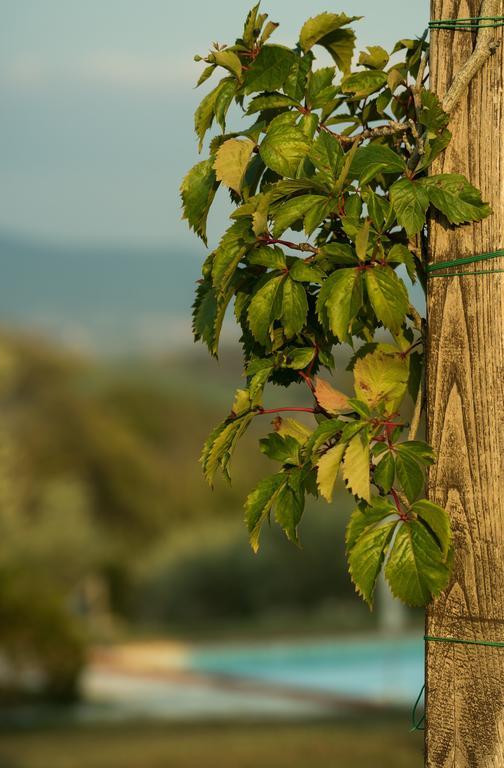 Agriturismo San Nicolo Montecastelli Pisano المظهر الخارجي الصورة