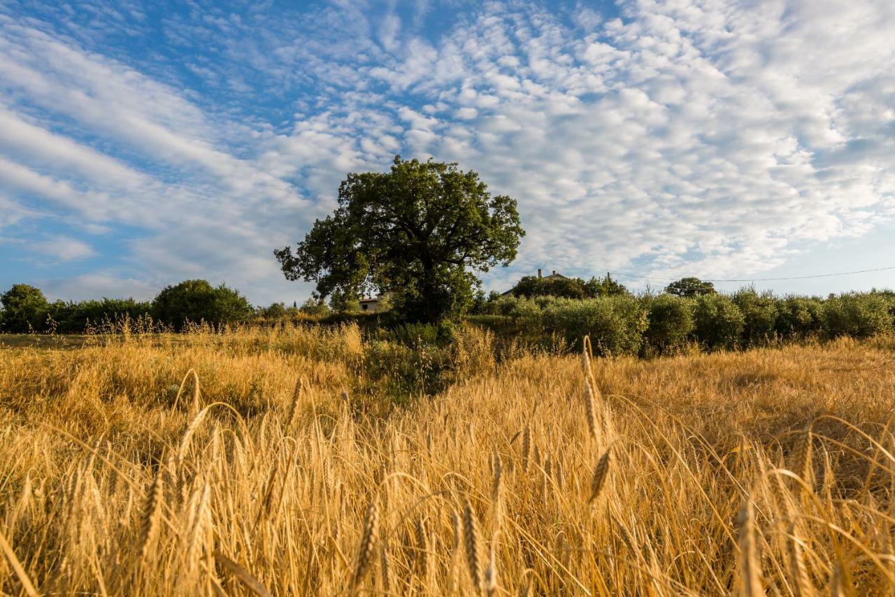 Agriturismo San Nicolo Montecastelli Pisano المظهر الخارجي الصورة